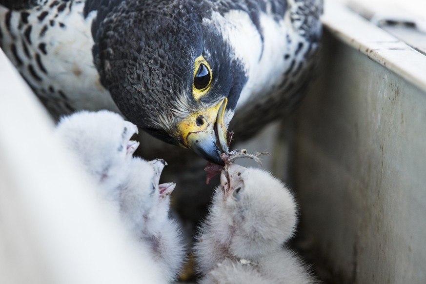 Peregrine&#039;s are likely one of the most deadly predators, but that could be forgotten when watching them feed their chicks. Delicately picking tiny morsels off of carcasses and offering them to th ...