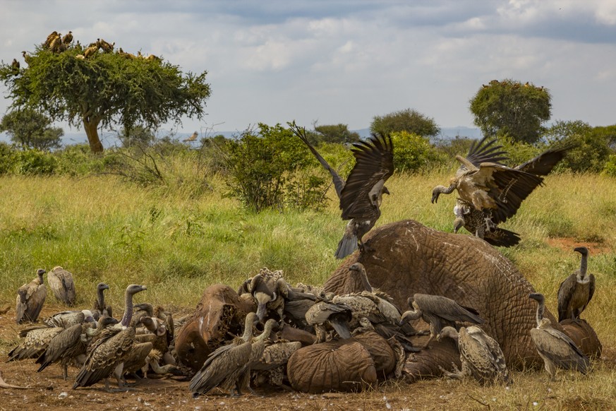 On the Laikipia Plateau in Kenya, Rüppell&#039;s griffon vultures (Gyps rueppelli) and white-backed vultures (Gyps africanus) squabble over an elephant carcass (Loxodonta africana). Dozens of vultures ...