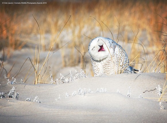 The Comedy Wildlife Photography Awards 2019
Vicki Jauron
Babylon
United States
Phone: 6313386702
Email: vicjauron@yahoo.com
Title: Holly Jolly Snowy
Caption: A Jolly Looking Snowy Owl on the Beach
Des ...