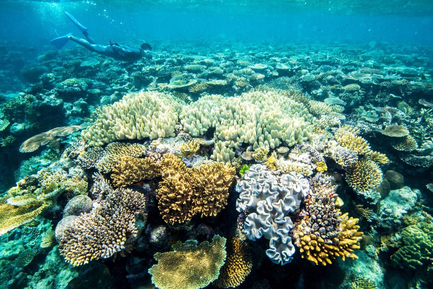 Great Barrier Reef File photo taken Oct. 9, 2016, shows corals in the Great Barrier Reef in waters off the northeastern coast of Australia. PUBLICATIONxINxGERxSUIxAUTxHUNxONLY
