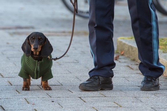 Ein bayerischer Polizeihund