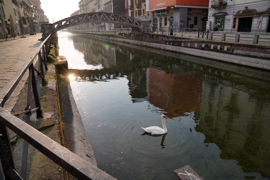 Milan, A Swan plows the waters of an unusually deserted Naviglio Grande due to the coronavirus emergency Duilio Piaggesi/Fotogramma, Milan - 2020-03-20 p.s. la foto e utilizzabile nel rispetto del con ...