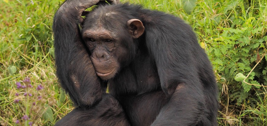 Schimpanse (Pan troglodytes), altes Schimpansenmaennchen sitzt auf einer Wiese und gruebelt, Kenia, Sweetwater chimpanzee sanctuary common chimpanzee (Pan troglodytes), old male chimpanzee sitting in  ...