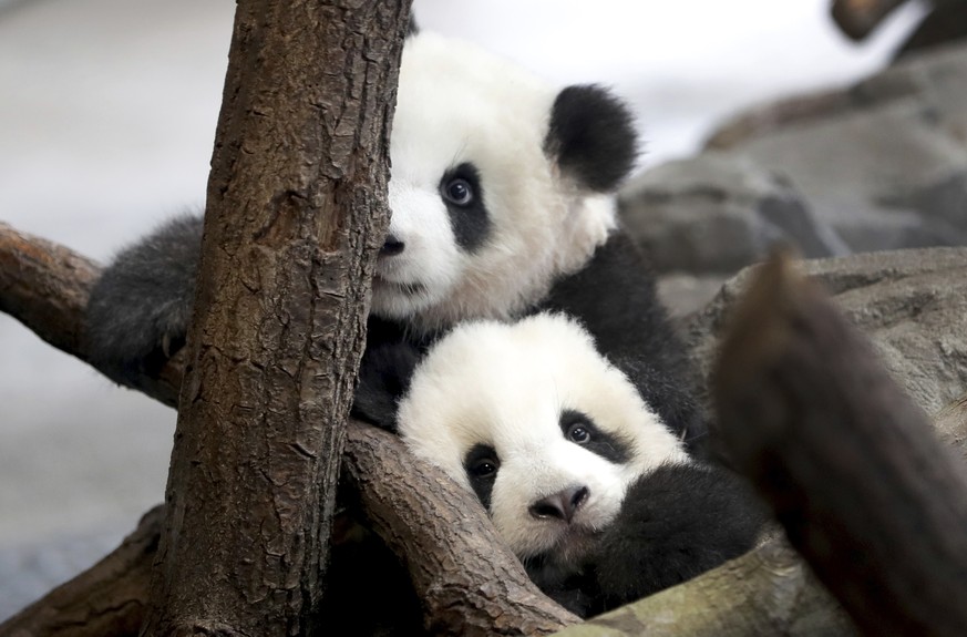 In this picture taken trough a window the young panda twins &#039;Meng Yuan&#039; and &#039;Meng Xiang&#039; explore their enclosure at the Berlin Zoo in Berlin, Germany, Wednesday, Jan. 29, 2020. Chi ...