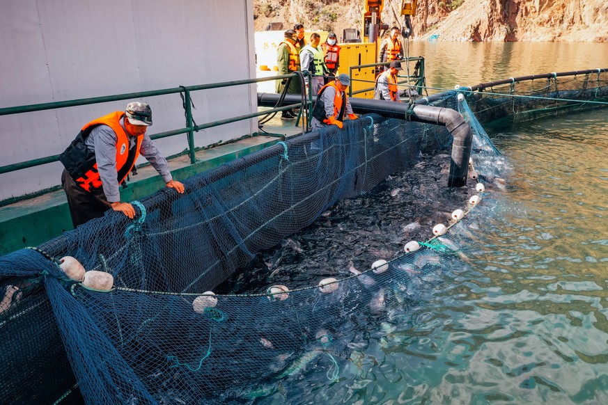 NILKA, CHINA - SEPTEMBER 26: Workers collect salmons at a salmon farm of Xinjiang Tianyun company on September 26, 2020 in Nilka County, Xinjiang Uygur Autonomous Region of China. PUBLICATIONxINxGERxS ...