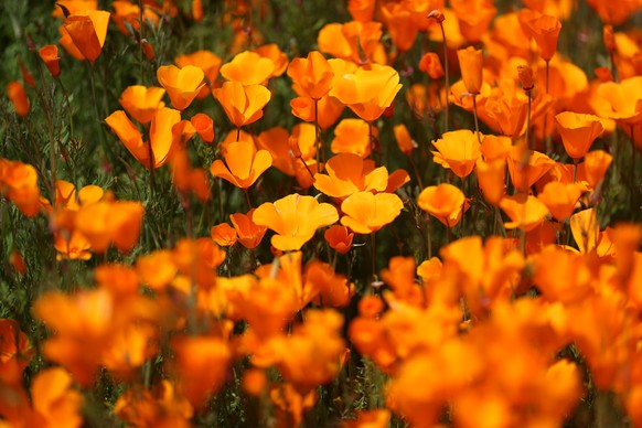 A super bloom of poppies is seen in Lake Elsinore, California, U.S., February 27, 2019. REUTERS/Lucy Nicholson