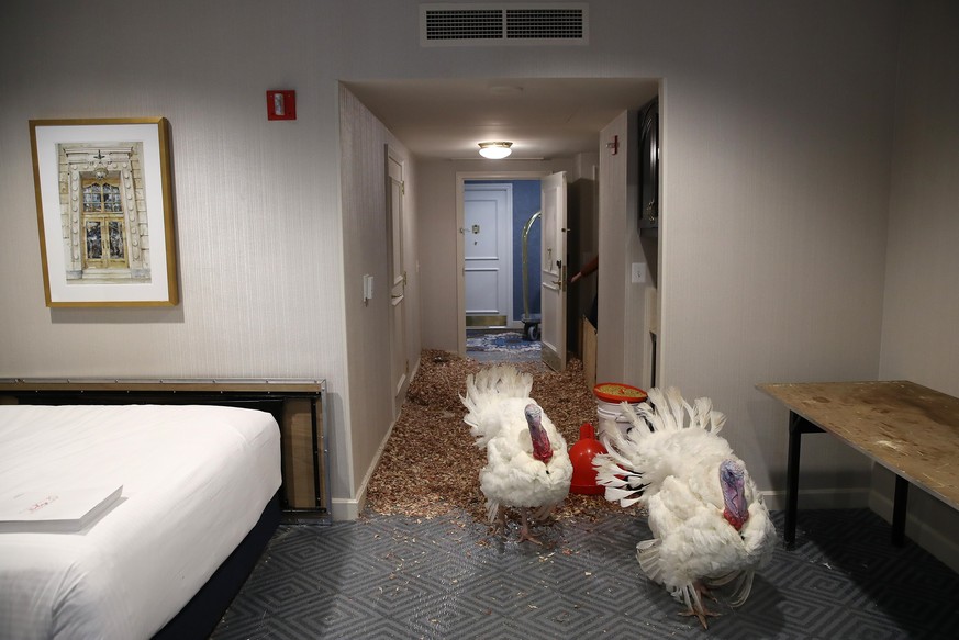 WASHINGTON, DC - NOVEMBER 19: Peas and Carrots, the National Thanksgiving Turkey and its alternate, walk in their hotel room at the Willard Hotel after being introduced to members of the media during  ...