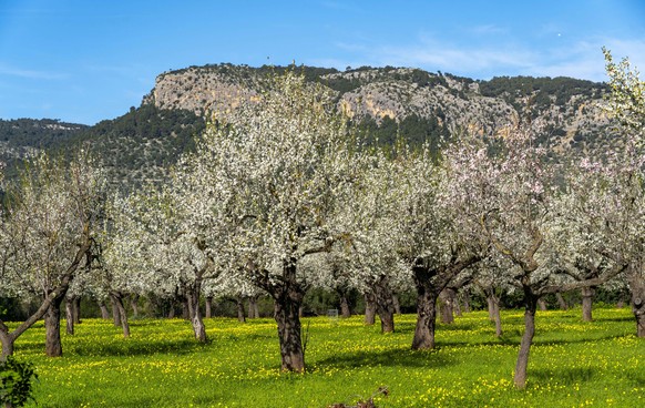 Mandelbl�te auf Mallorca, von Januar bis in den M�rz hinein bl�hen auf der Balearen Insel viele Hunderttausend Mandelb�ume, bei Son Maxella, Mallorca, Spanien, | Verwendung weltweit