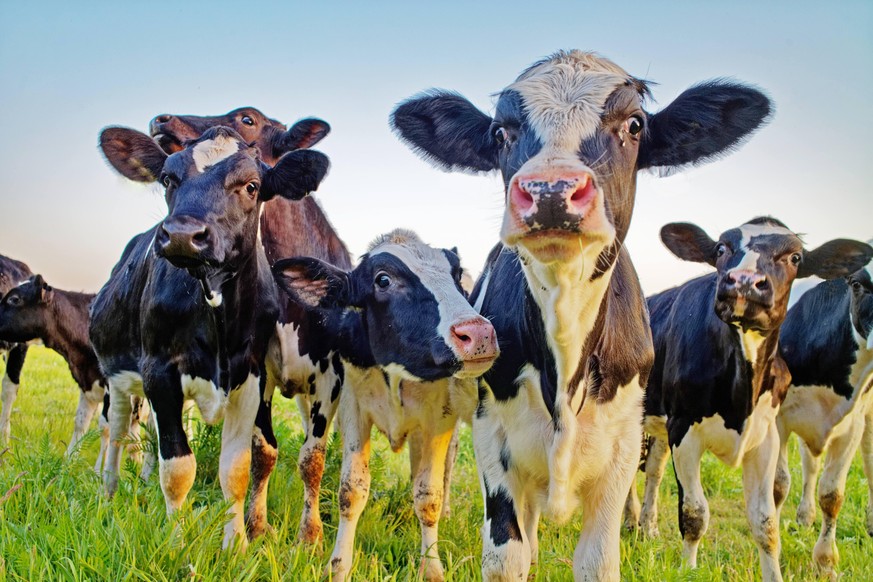 Kühe sind weiterhin Spitzenreiter bei der Milchproduktion. (Symbolbild)