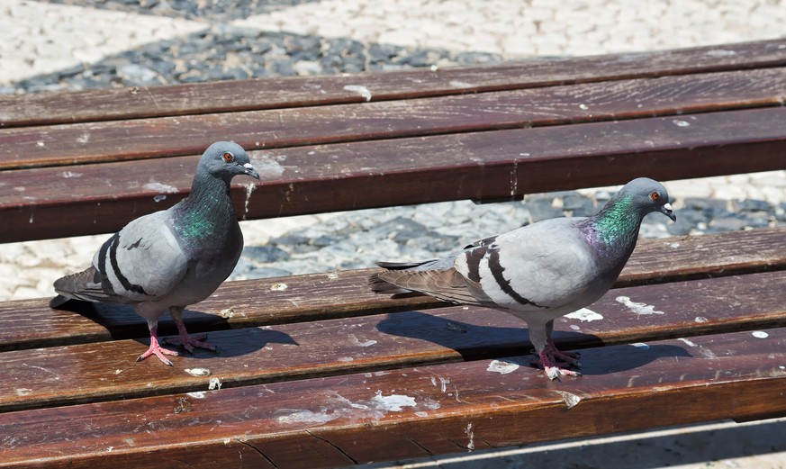 Two pigeons look around on a dirty park bench.