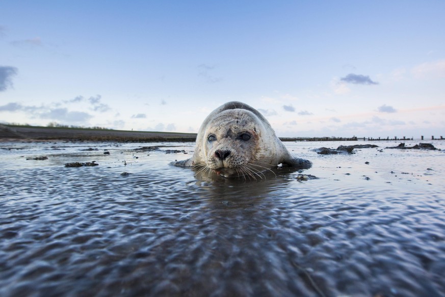Seehund, See-Hund Phoca vitulina, im Watt, Vorderansicht, Niederlande, Friesland, Wierum harbor seal, common seal Phoca vitulina, in the mudflat, front view, Netherlands, Frisia, Wierum BLWS620482 *** ...