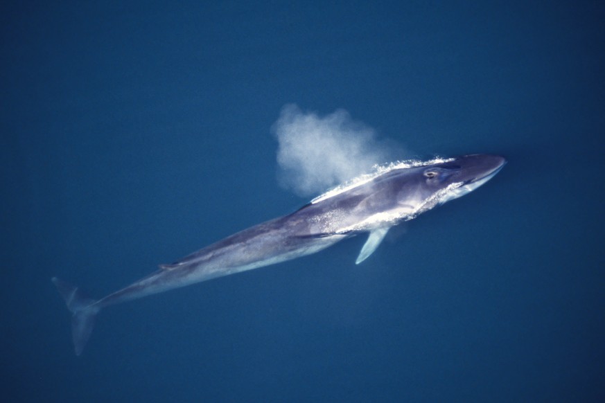 MEX, 2008: Finnwal (Balaenoptera physalus) atmet an der Wasseroberflaeche. Aus der Luft gesehen. [en] Fin Whale, Finback Whale, Common Rorqual (Balaenoptera physalus). Aerial view of adult at surface, ...
