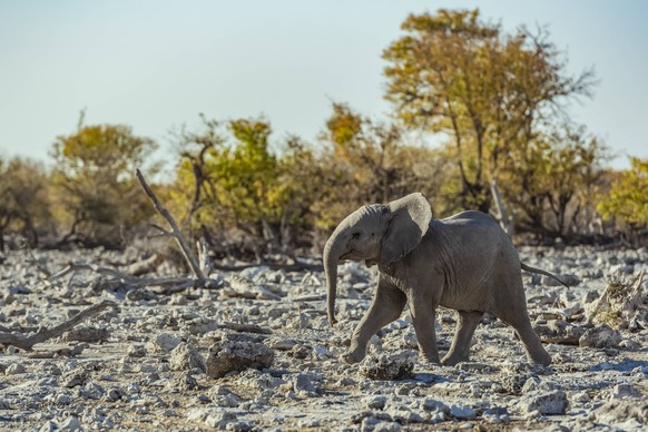 African Elephant Loxodonta calf walking across a rocky terrain, Etosha National Park Namibia PUBLICATIONxINxGERxSUIxAUTxONLY Copyright: Dosfotos 12802355