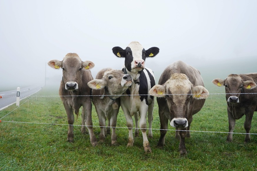 Foto Manuel Geisser 31.10.2020 Rinder auf einer Weide Thurgau *** Photo Manuel Geisser 31 10 2020 Cattle on a pasture Thurgau PUBLICATIONxNOTxINxSUI