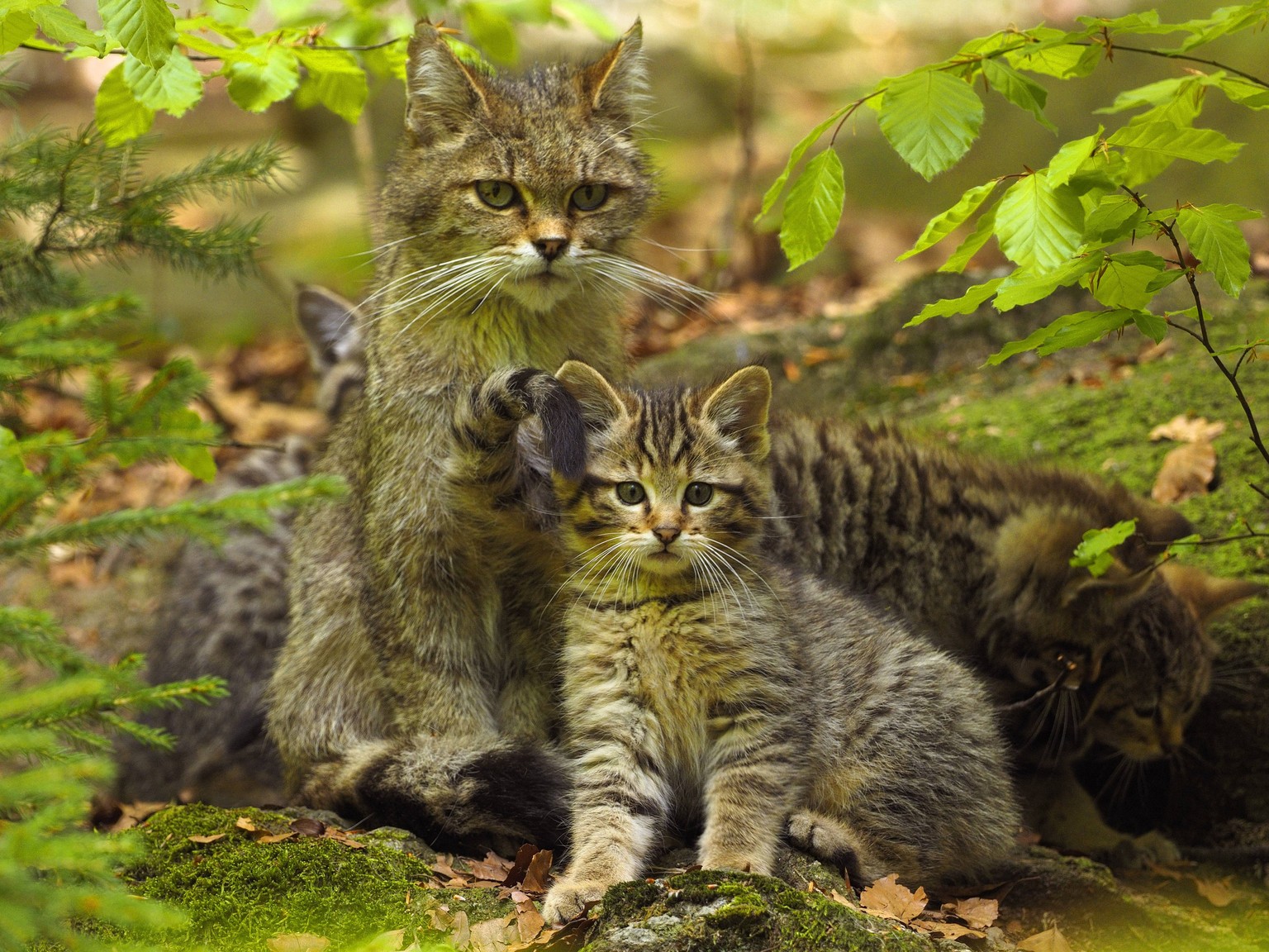 Katze Familie Findet Verlassene Kätzchen Und Wird Nun