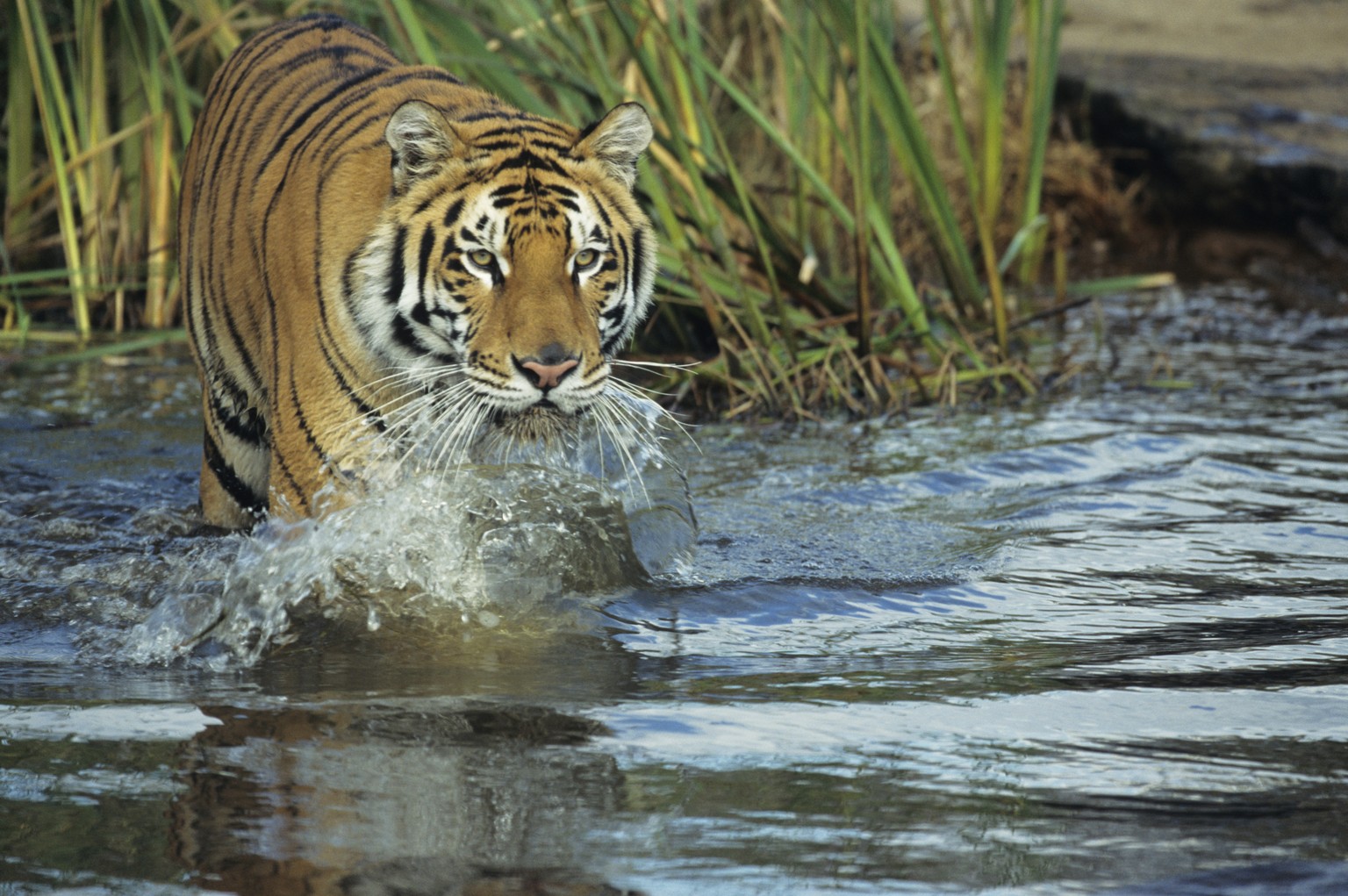 Die Zahl der Tiger in Indien wächst – nun ist ein Tier an einem ungewöhnlichen Ort gesichtet worden.