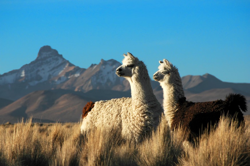 Die Zucht von Lamas ist in den ländlichen Regionen Boliviens eine wichtige Einkommensquelle.
