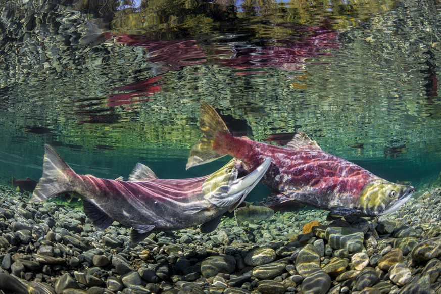 Two wild male Sockeye Salmon [Oncorhynchus nerka] fight for mating rights in the Kennedy River on Vancouver Island in British Columbia, Canada. Salmon are a keystone species in the Pacific Northwest m ...