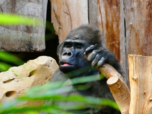 Der beim Feuer in der Silvesternacht verbrannte 48 Jahre alte Gorilla-Silberrücken Massa aus dem Zoo Krefeld