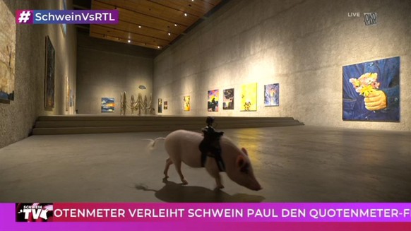 Schwein Paul: Er zeigte seine ganz eigene Sicht von der Ausstellung.