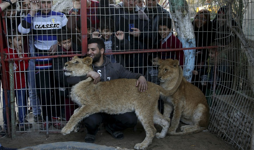 Palestinian visitors watch Ahmad Jomaa, a zoo worker, play with two lions inside their cage at the zoo in Rafah refugee camp, southern Gaza Strip, Friday, Jan. 18, 2019. Fathi Jomaa, a zoo owner said  ...