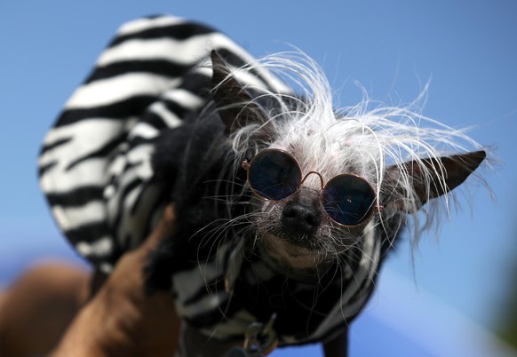 PETALUMA, CALIFORNIA - JUNE 21: A dog named Rascal looks on before the start of the World&#039;s Ugliest Dog contest at the Marin-Sonoma County Fair on June 21, 2019 in Petaluma, California. Ugly dogs ...