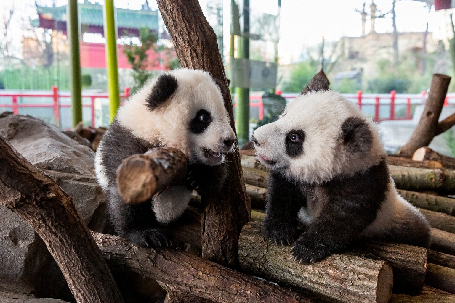 A handout photo shows twin panda cubs Meng Yuan (nicknamed Paule) and Meng Xiang (nicknamed Pit) in Berlin Zoo, Germany, January 21, 2020. Picture taken January 21, 2020. Berlin Zoo/Handout via REUTER ...