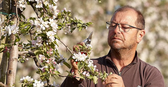 Thomas Segler, Obstbaumeister der Unternehmensgruppe Krings aus Rheinbach, bei der Obstbaumpflege. Bild: REWE Group