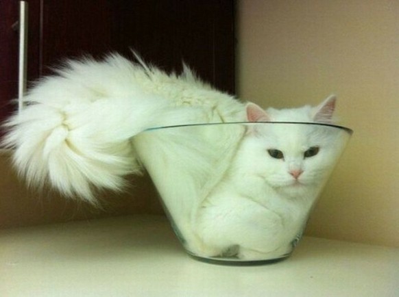 Im Katzenslang heisst das: "If it fits ... I sits."