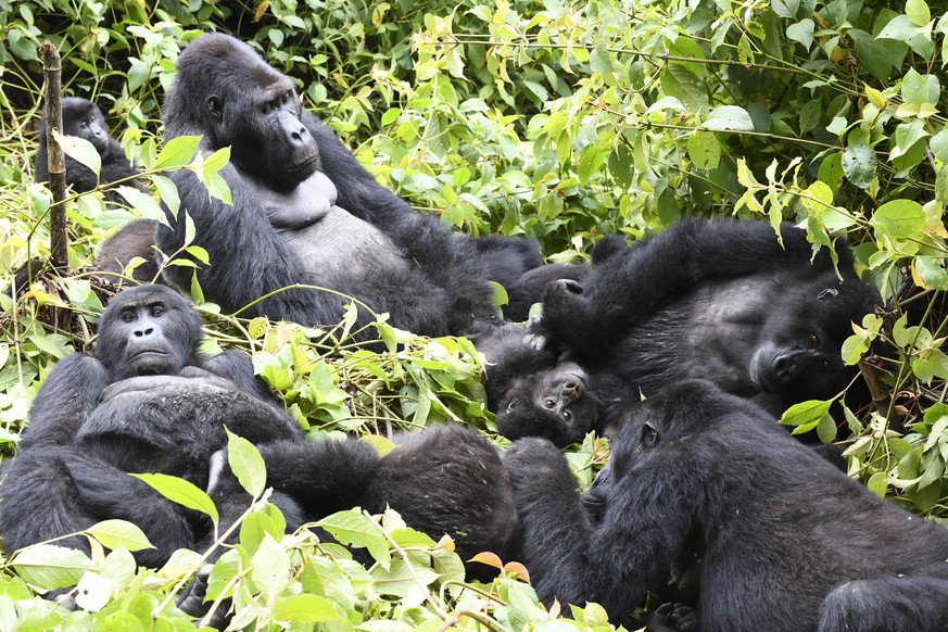 Eastern lowland gorilla Gorilla beringei graueri family group resting in equatorial forest of Kahuzi Biega National Park. South Kivu, Democratic Republic of Congo, Africa PUBLICATIONxINxGERxSUIxAUTxON ...