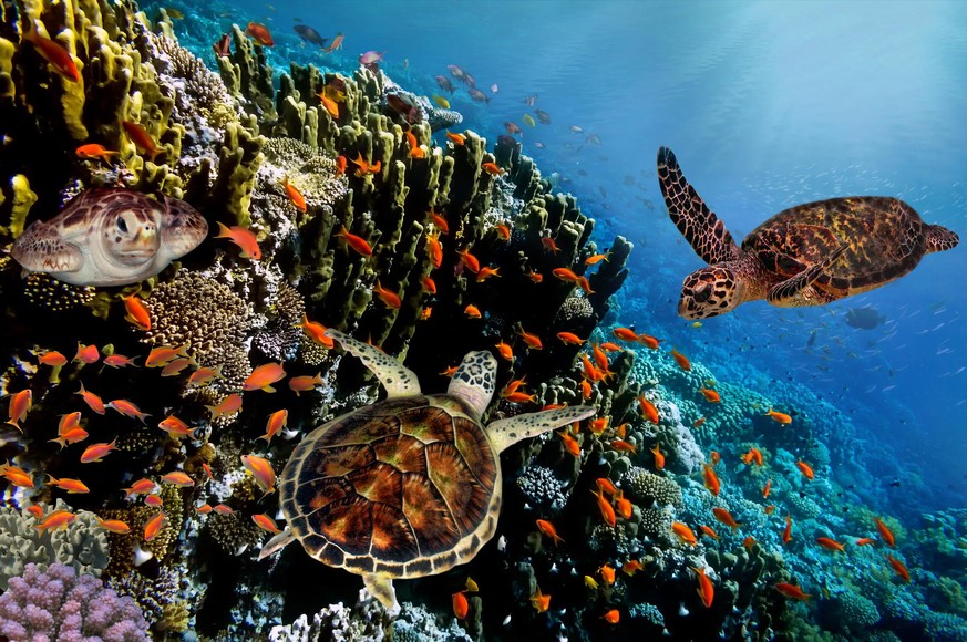 Colorful coral reef with many fishes and sea turtles